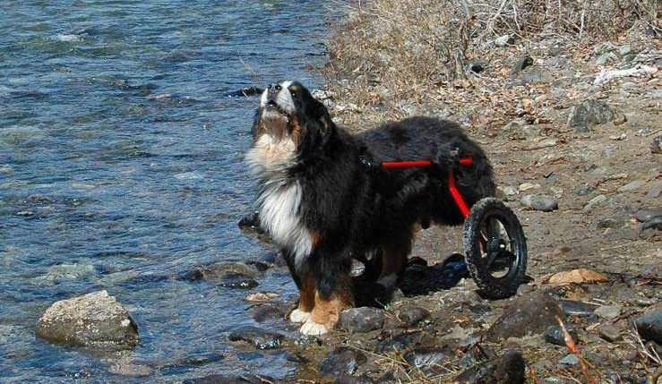 boyero de berna enfermedades