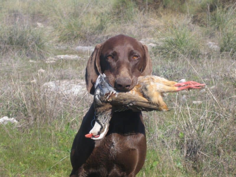 braco de weimar cazando