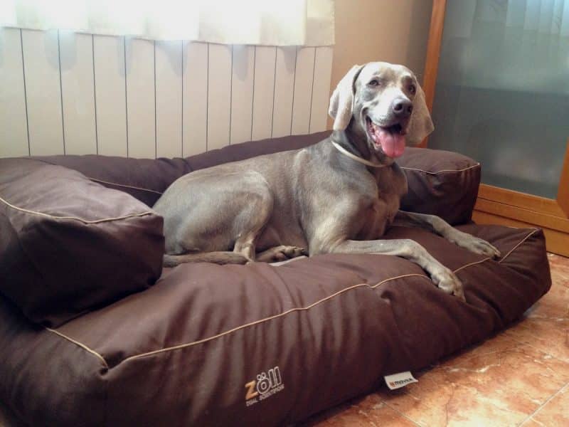 braco de weimar en casa