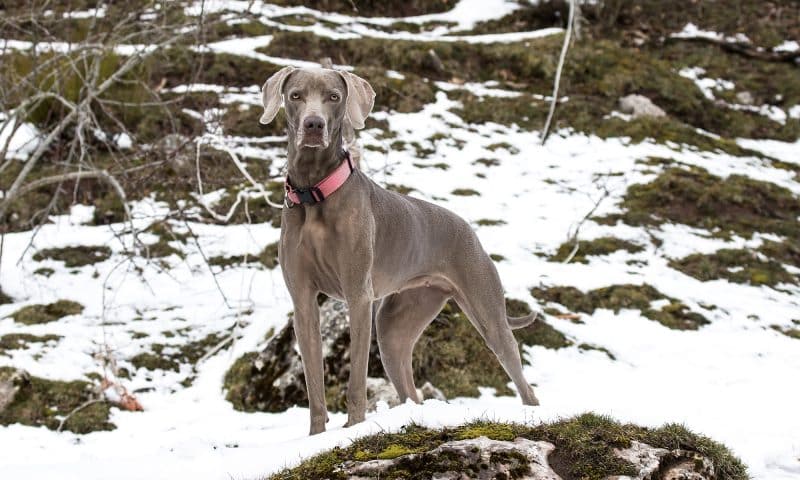 braco de weimar en la nieve