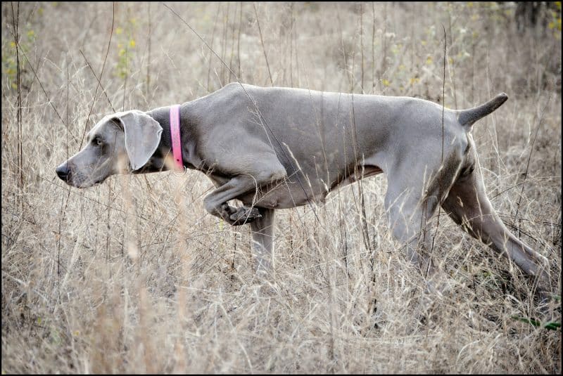 braco de weimar para cazar