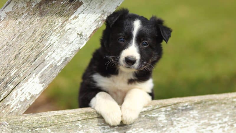 cachorro border collie 2 meses