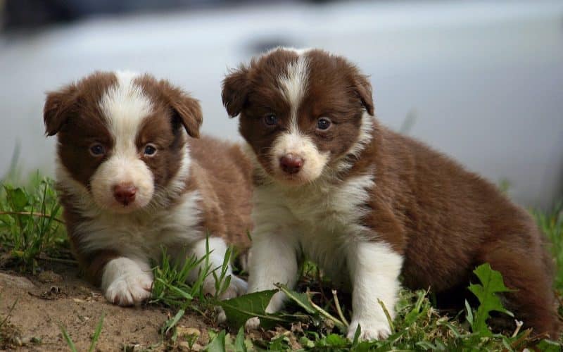 cachorros border collie en el campo