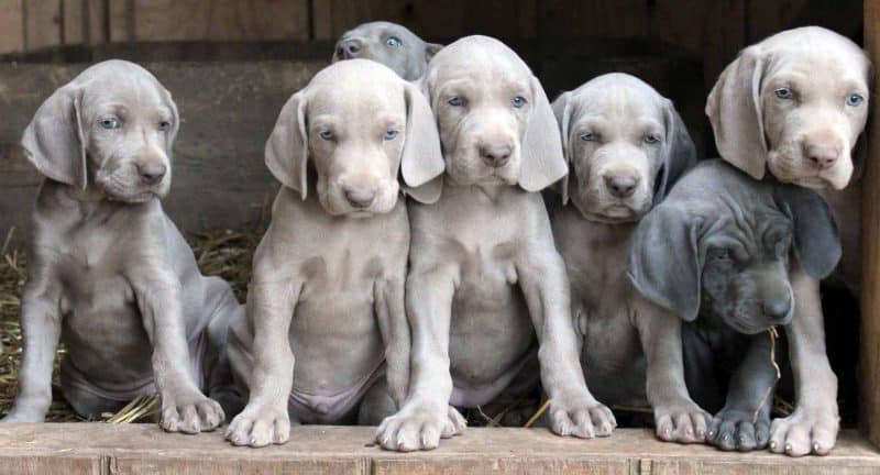 cachorros de braco de weimar gratis