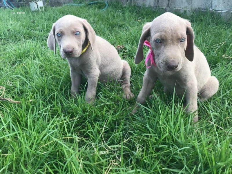 cachorros de weimaraner