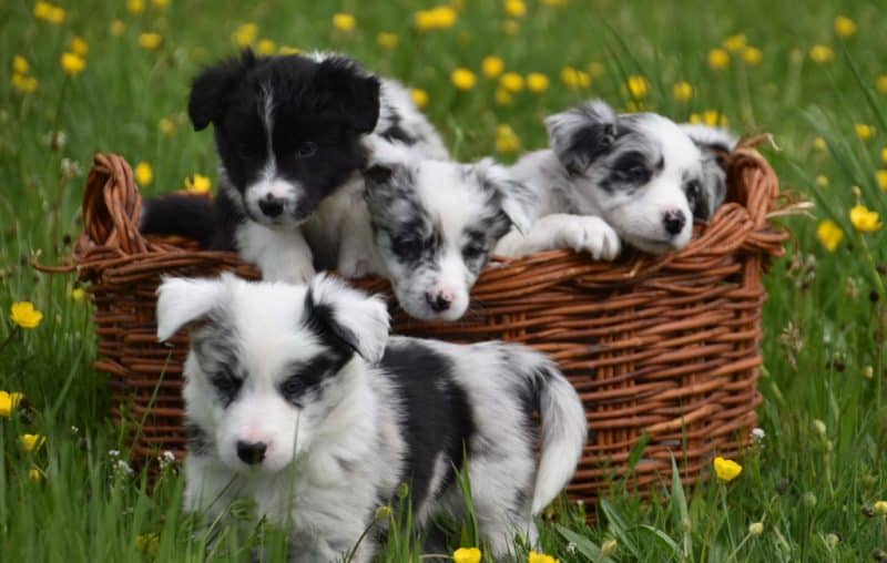 cachorros del border collie