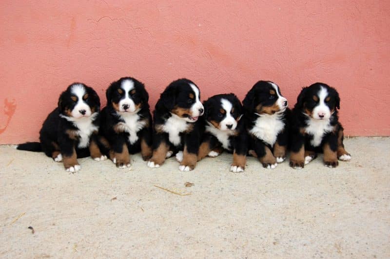 cachorros del boyero de berna