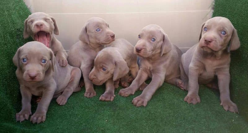 cachorros del braco de weimar