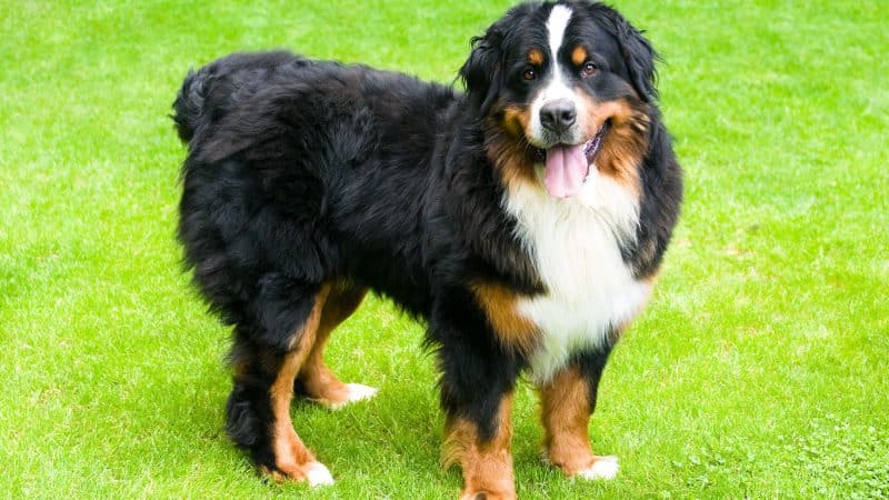 características del boyero de berna