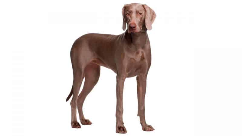 características del braco de weimar