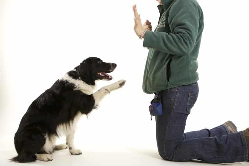 como adiestrar a un border collie