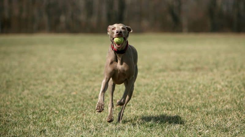como adiestrar un braco de weimar