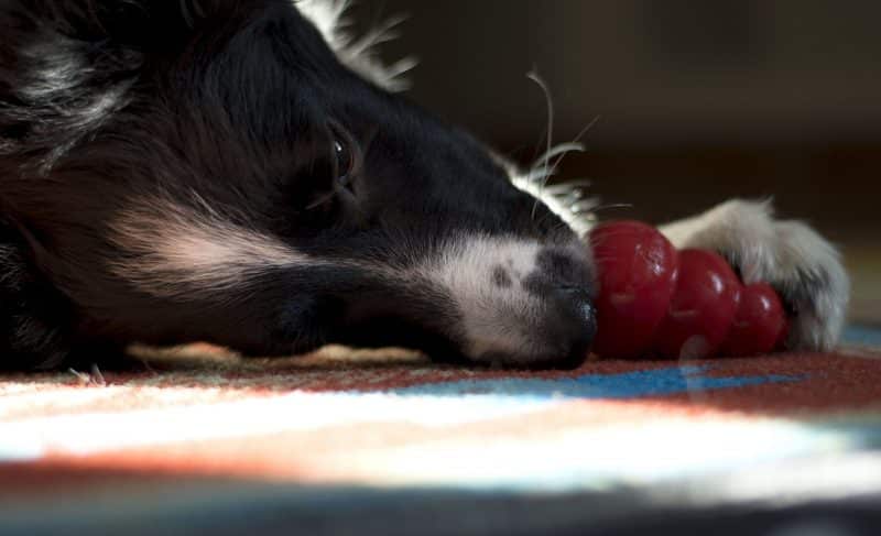 cómo alimentar a un border collie
