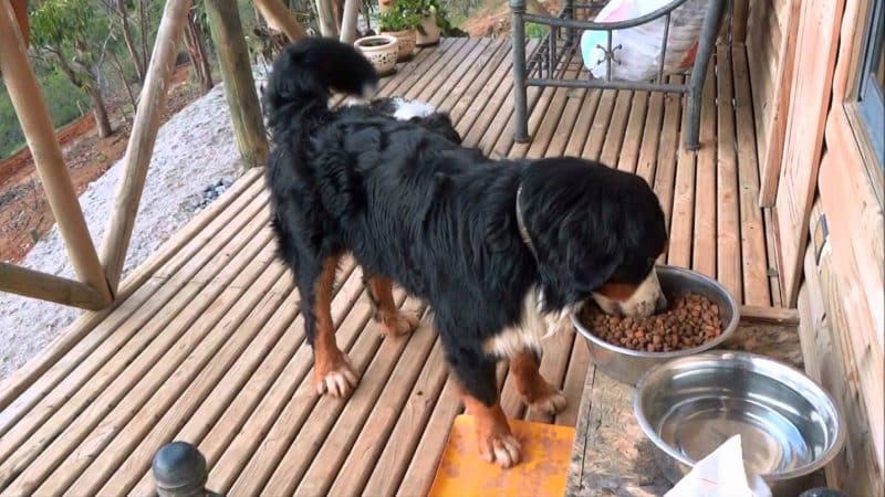 cómo alimentar a un boyero de berna