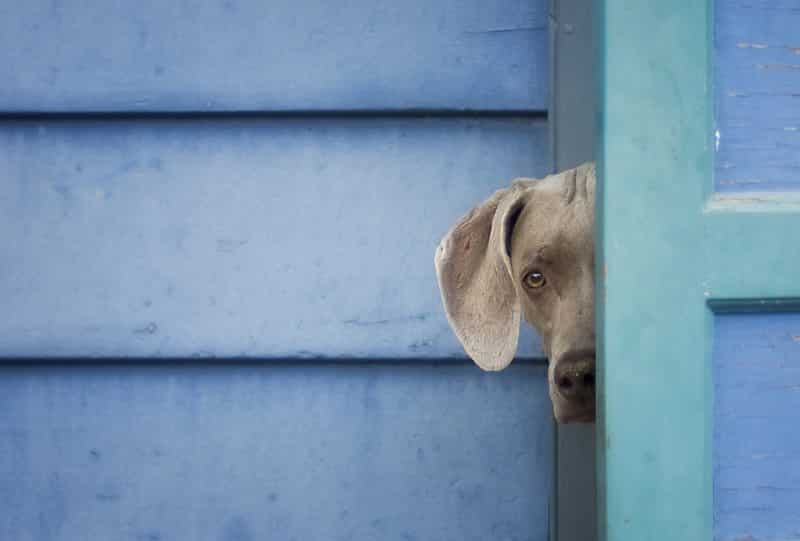 como son los weimaraner