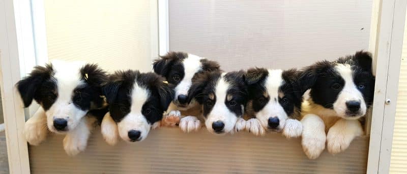 consejos para comprar un border collie