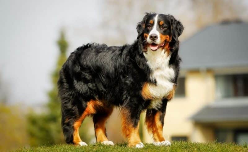 consejos para comprar un boyero de berna