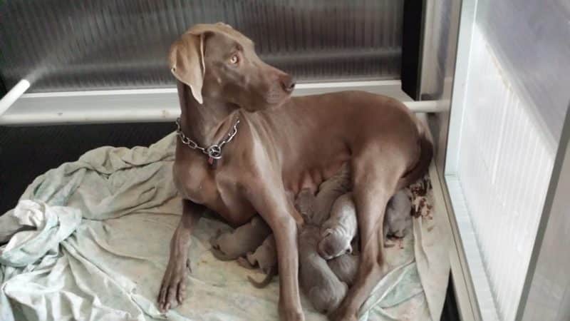 consejos para comprar un braco de weimar