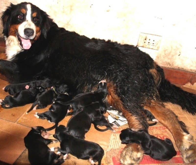 consideraciones durante el parto del boyero de berna