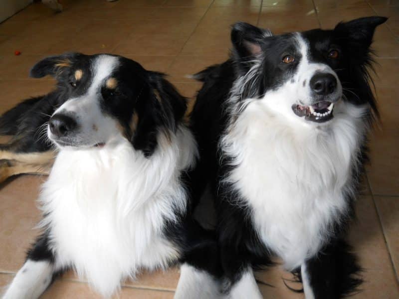 cuando cruzar a un border collie