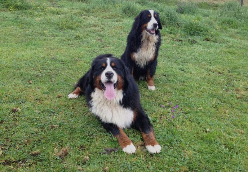 cuando cruzar a un boyero de berna