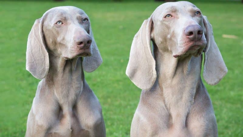 cuando cruzar a un braco de weimar