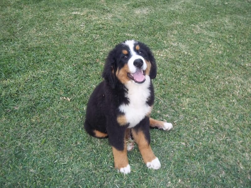 cuidados del boyero de berna