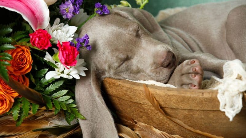 cuidados del braco de weimar