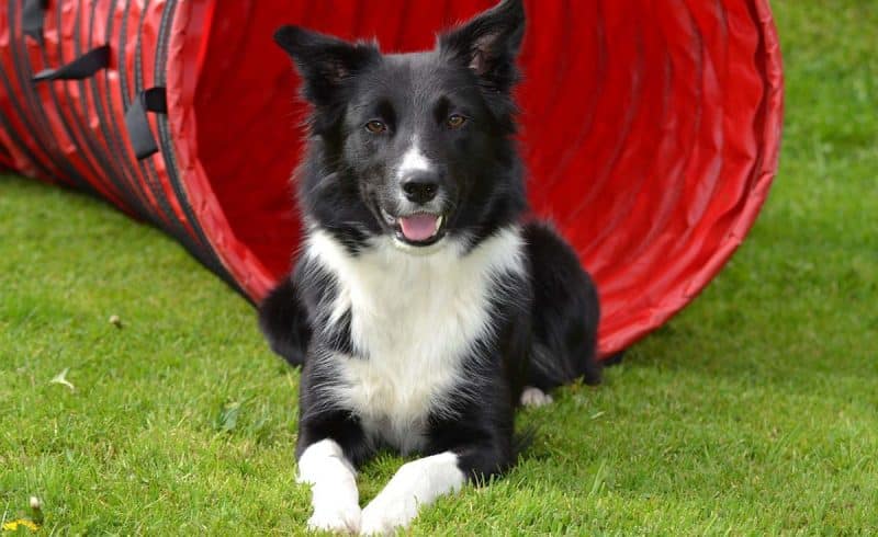 curiosidades del border collie