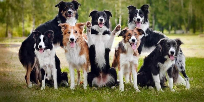 diferentes tipos de border collie
