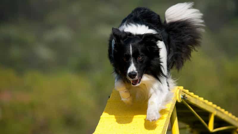 ejercicios para el border collie