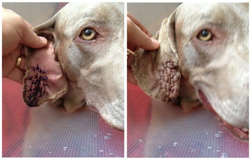 enfermedades comunes en el braco de weimar 2