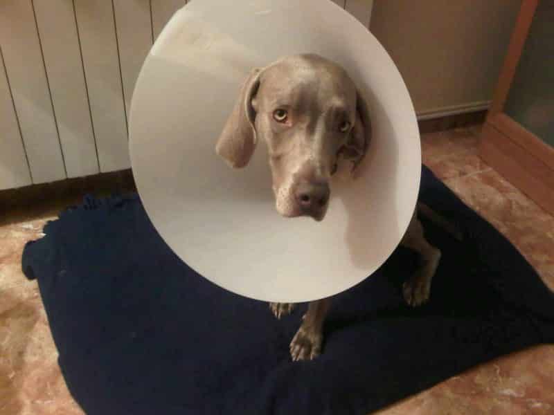 enfermedades comunes en el braco de weimar