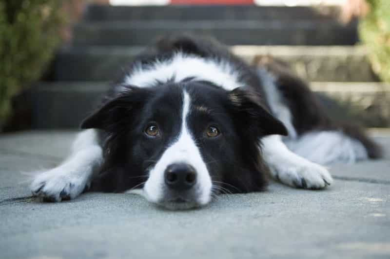 enfermedades oculares del border collie