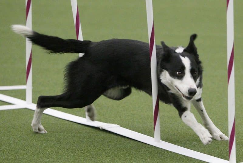 entrenamiento para un border collie