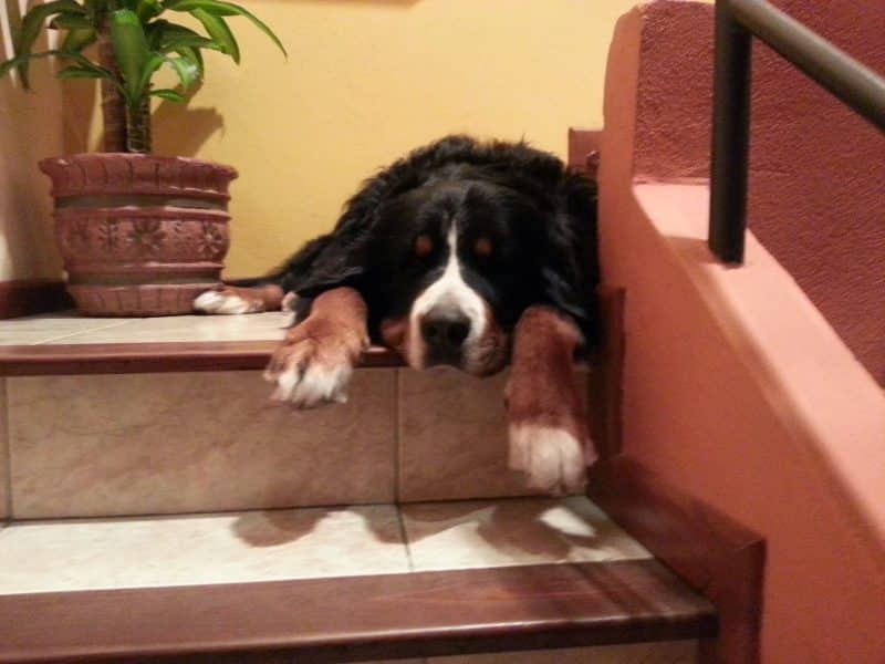 esperanza de vida del boyero de berna