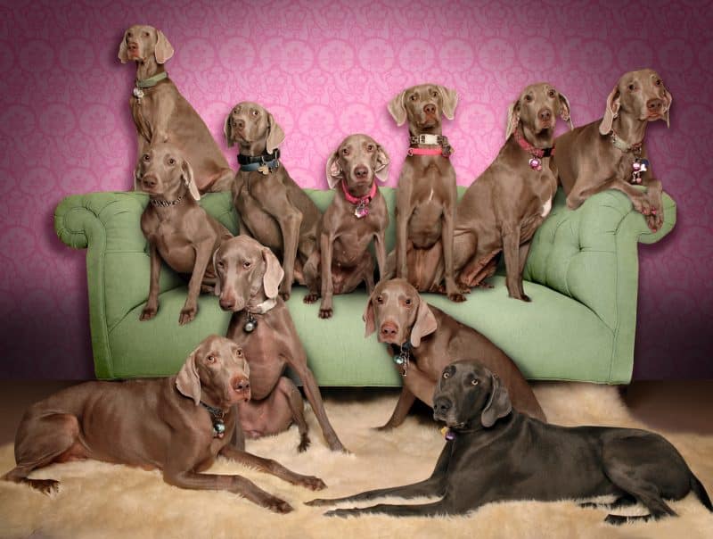 fotos de perros weimaraner