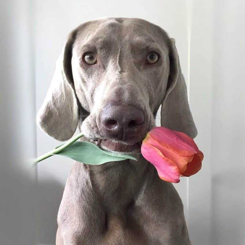 imagen braco de weimar tierna