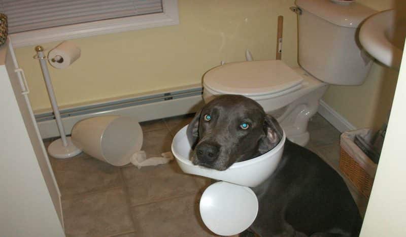 inconvenientes de tener un braco de weimar