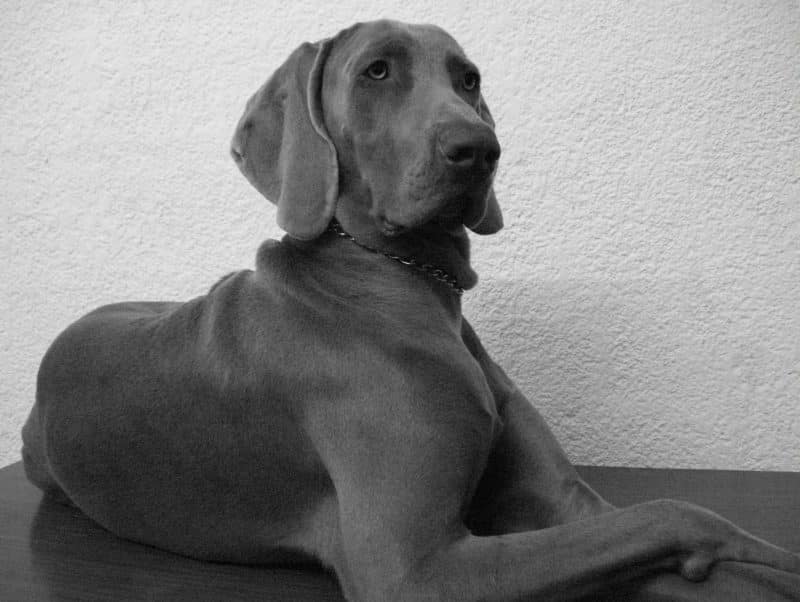 orígenes del braco de weimar