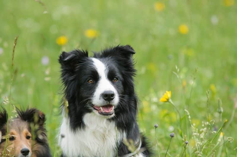 otros nombres del border collie