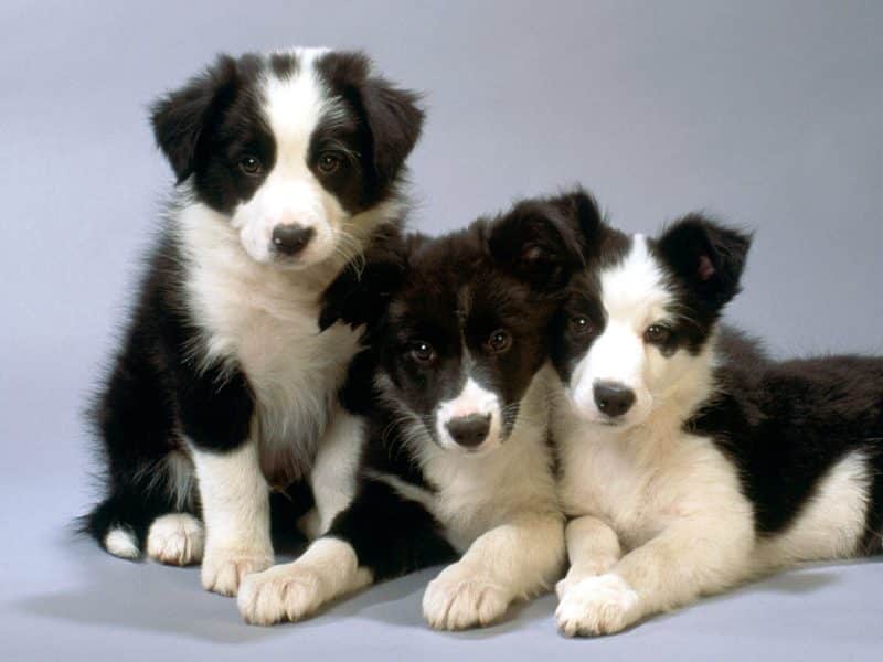 socializar al border collie