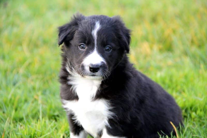 temperamento del border collie