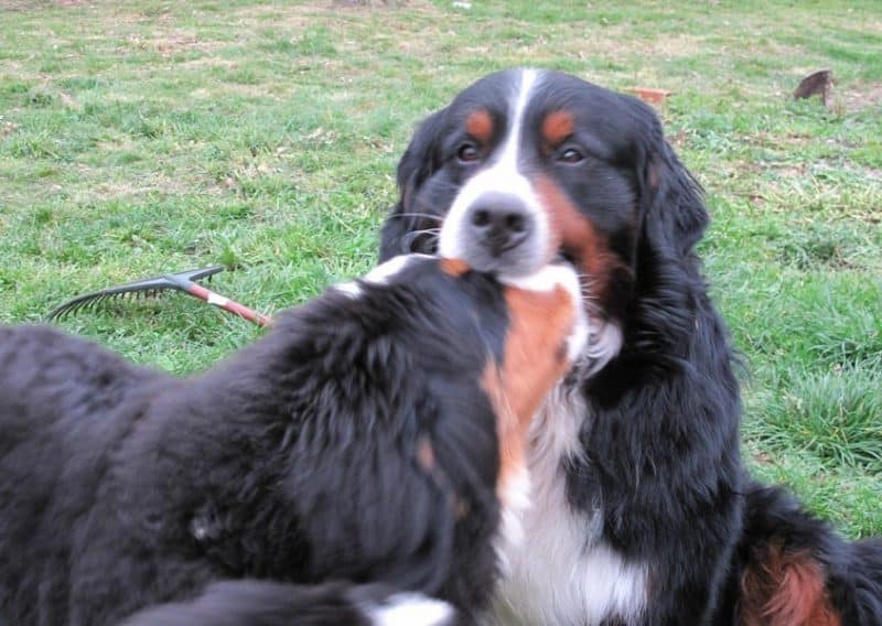 temperamento del boyero de berna