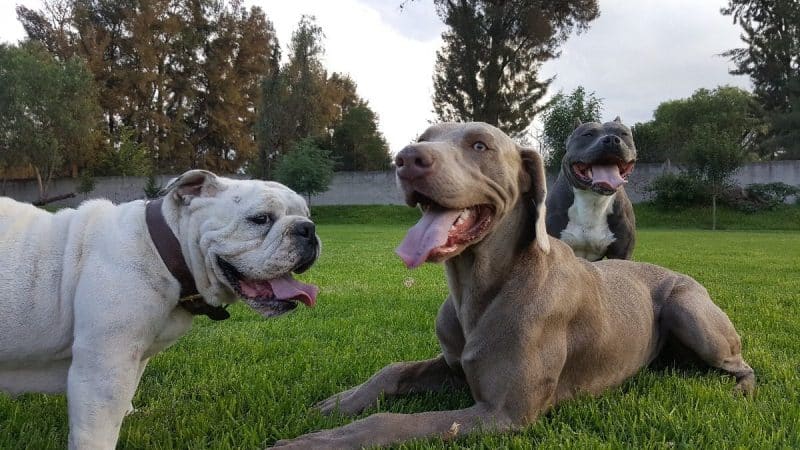 temperamento del braco de weimar