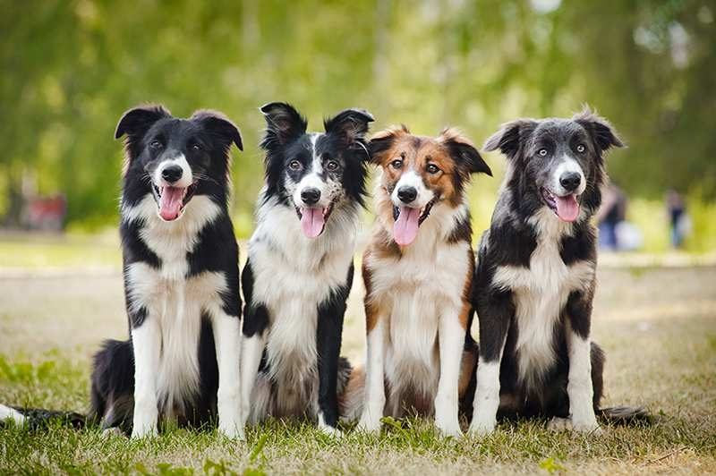 tipos de border collie