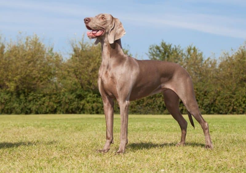 tipos de braco de weimar pelo corto
