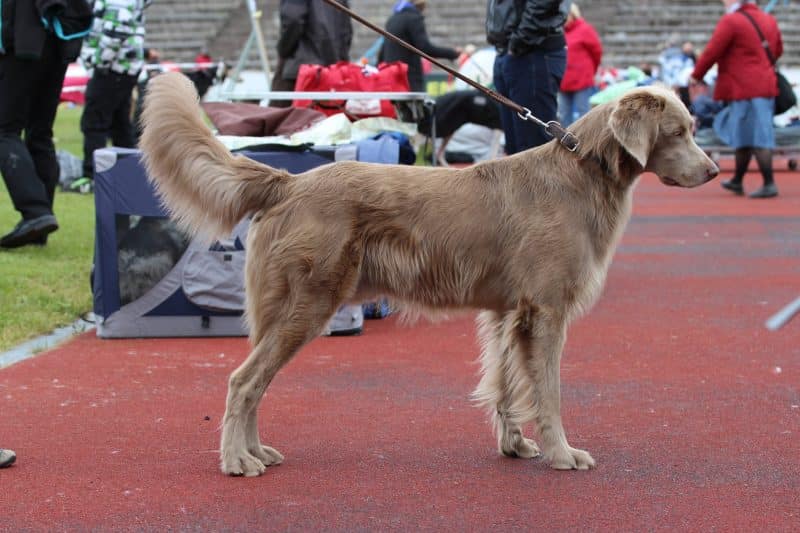 tipos de braco de weimar pelo largo