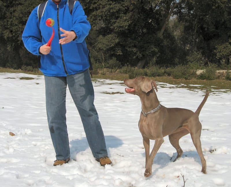 ventajas de tener un braco de weimar