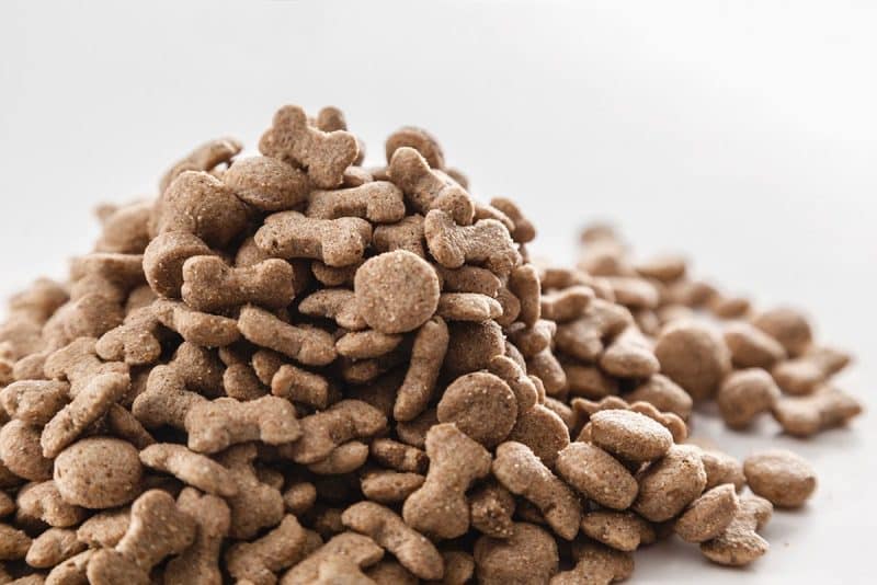 alimento para un parson russell anciano